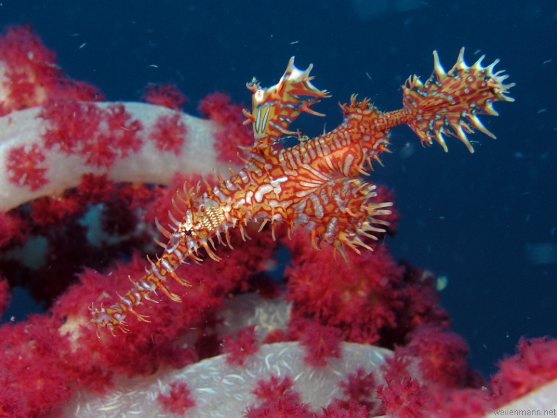 Ornate Ghostpipefish